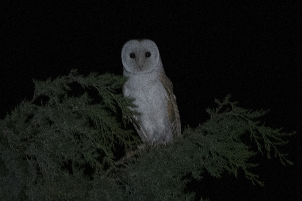 Barn Owl